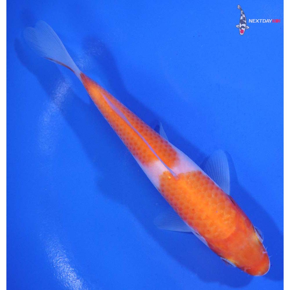 5.5” Imported Kohaku