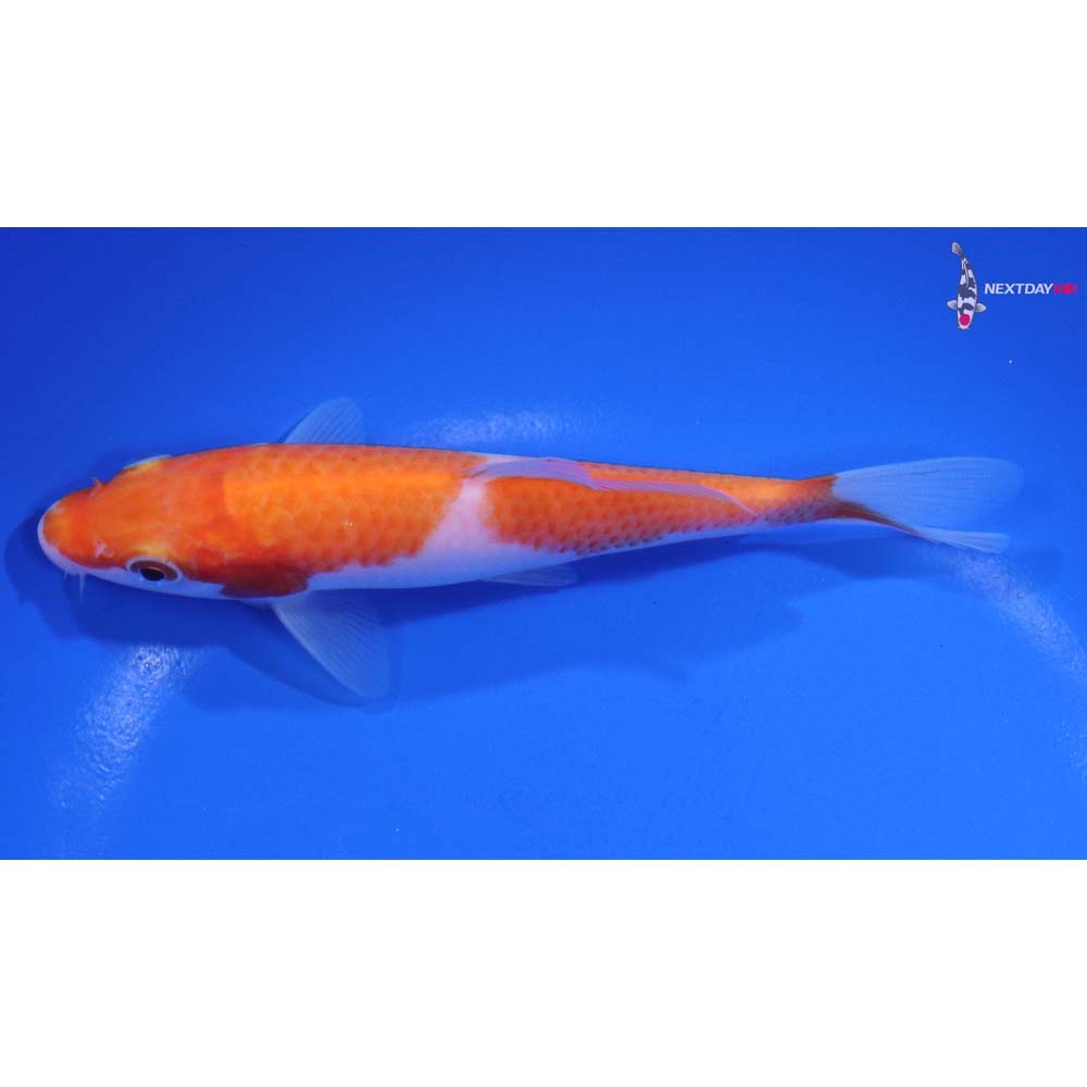 5.5” Imported Kohaku