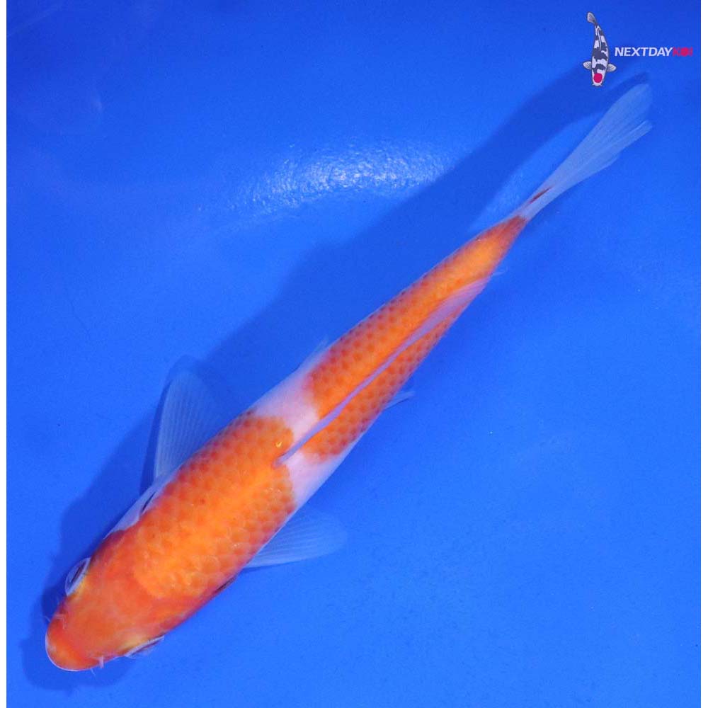 5.5” Imported Kohaku