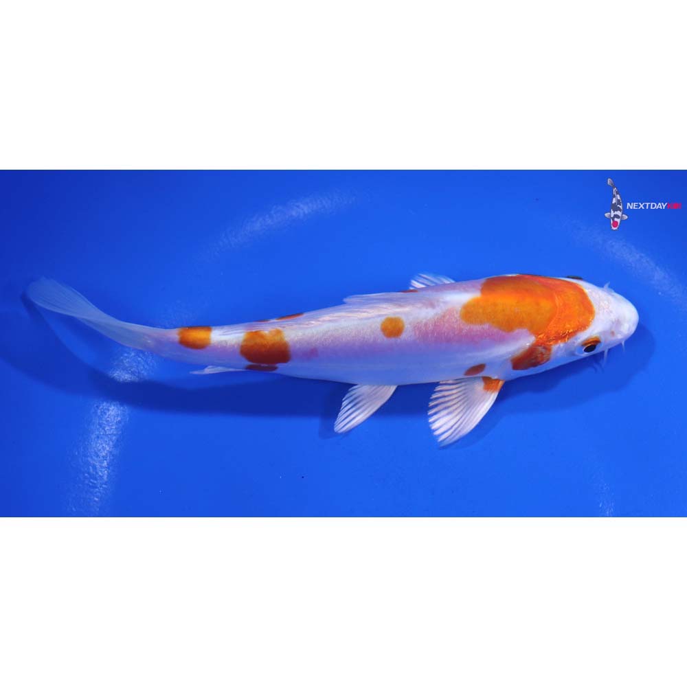 5.5” Imported Kikusui