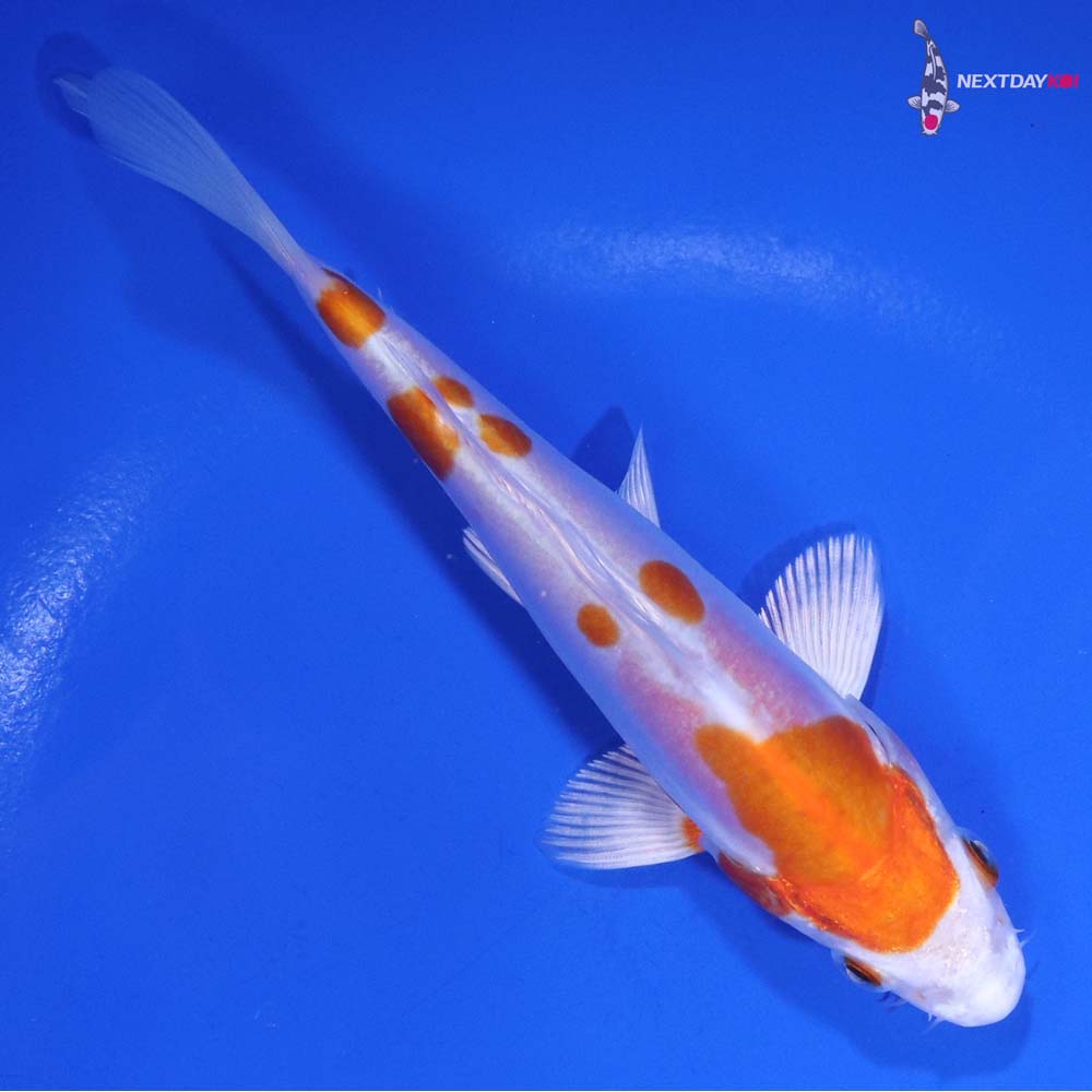 5.5” Imported Kikusui