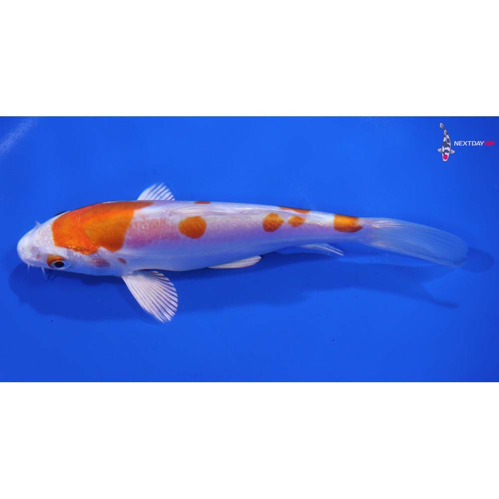 5.5” Imported Kikusui