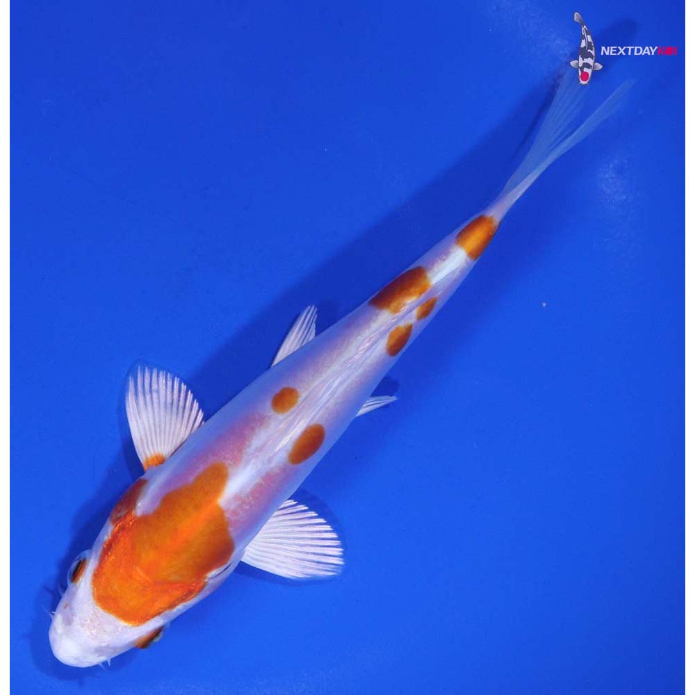 5.5” Imported Kikusui