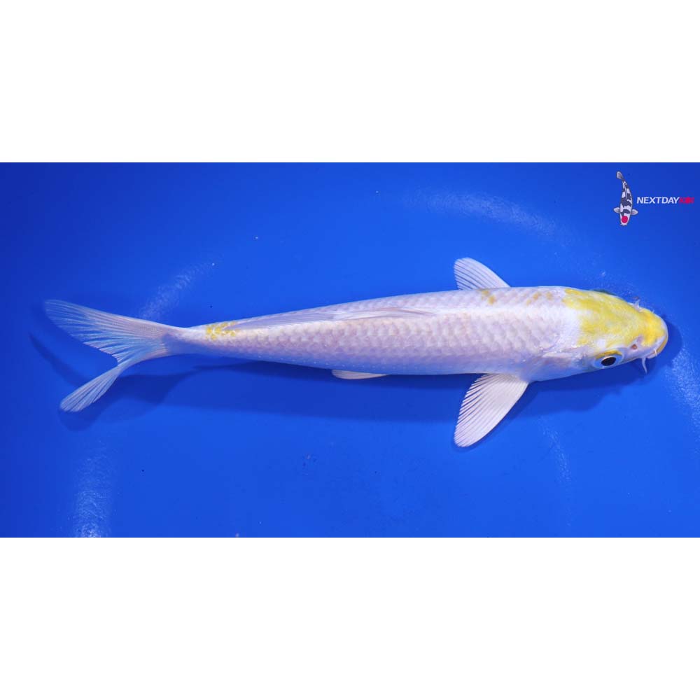 6” Imported Lemon Hariwake