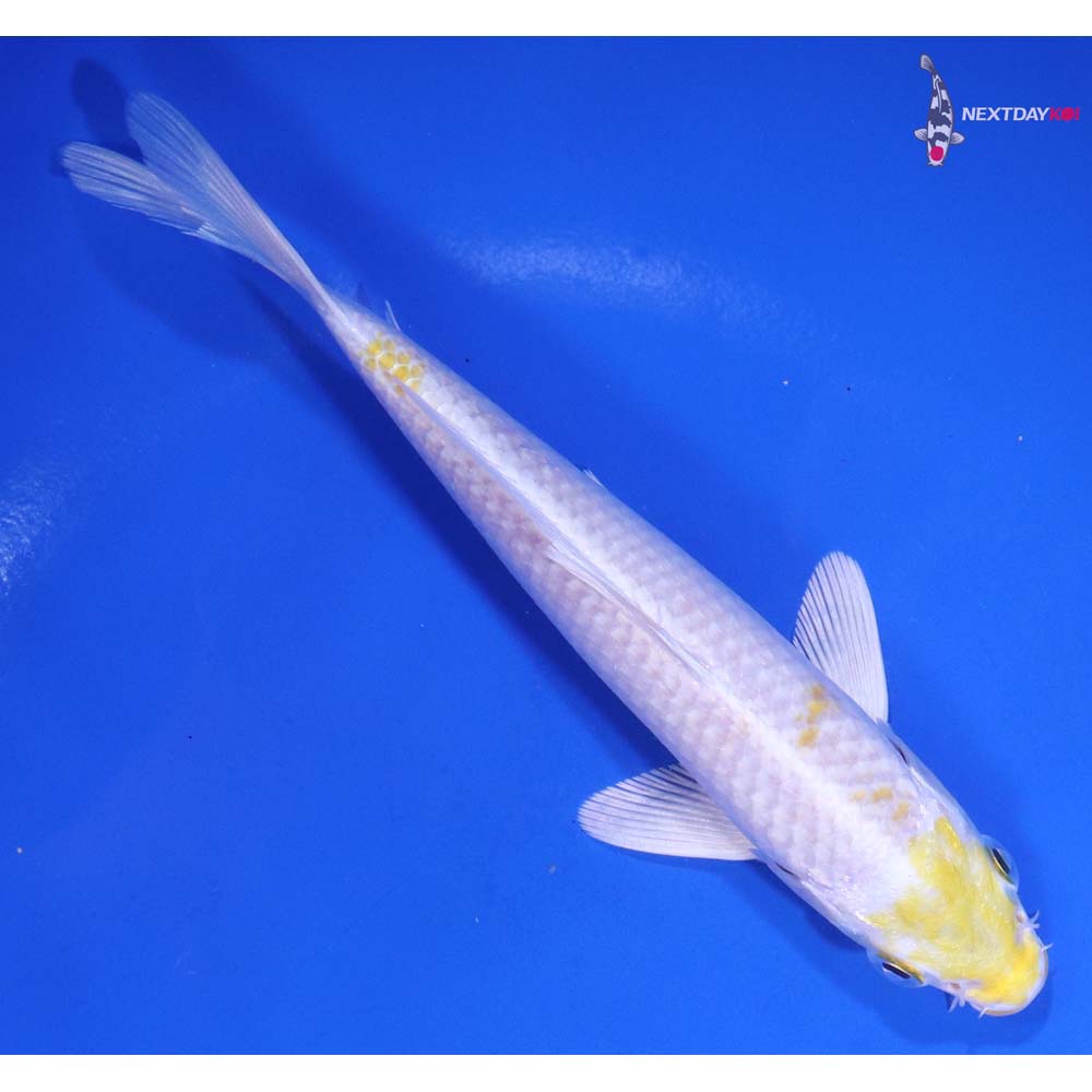 6” Imported Lemon Hariwake