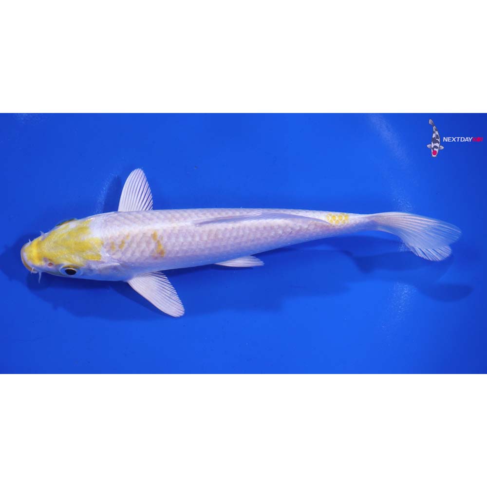 6” Imported Lemon Hariwake