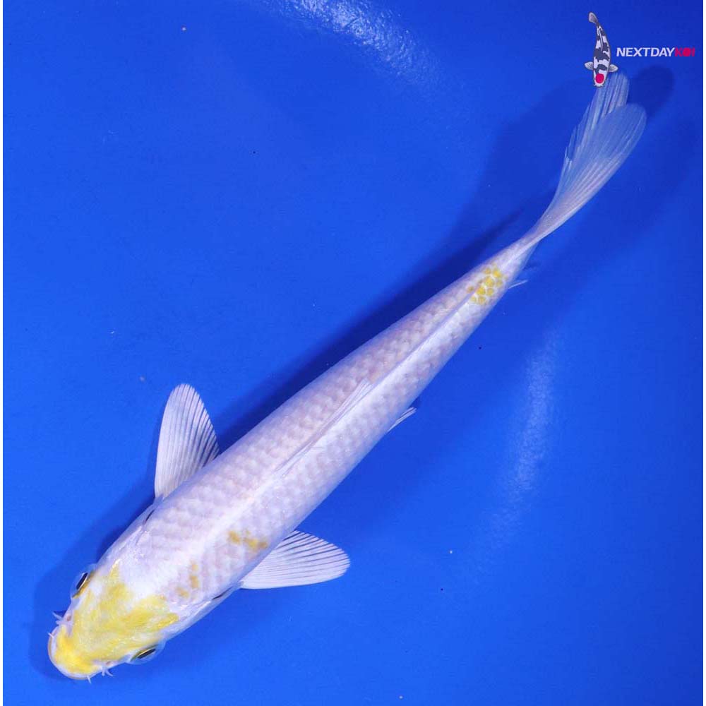 6” Imported Lemon Hariwake