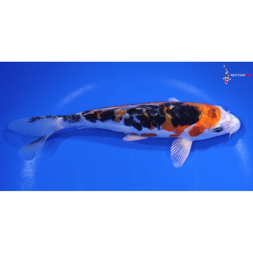 6.5” Imported Heisei Nishiki