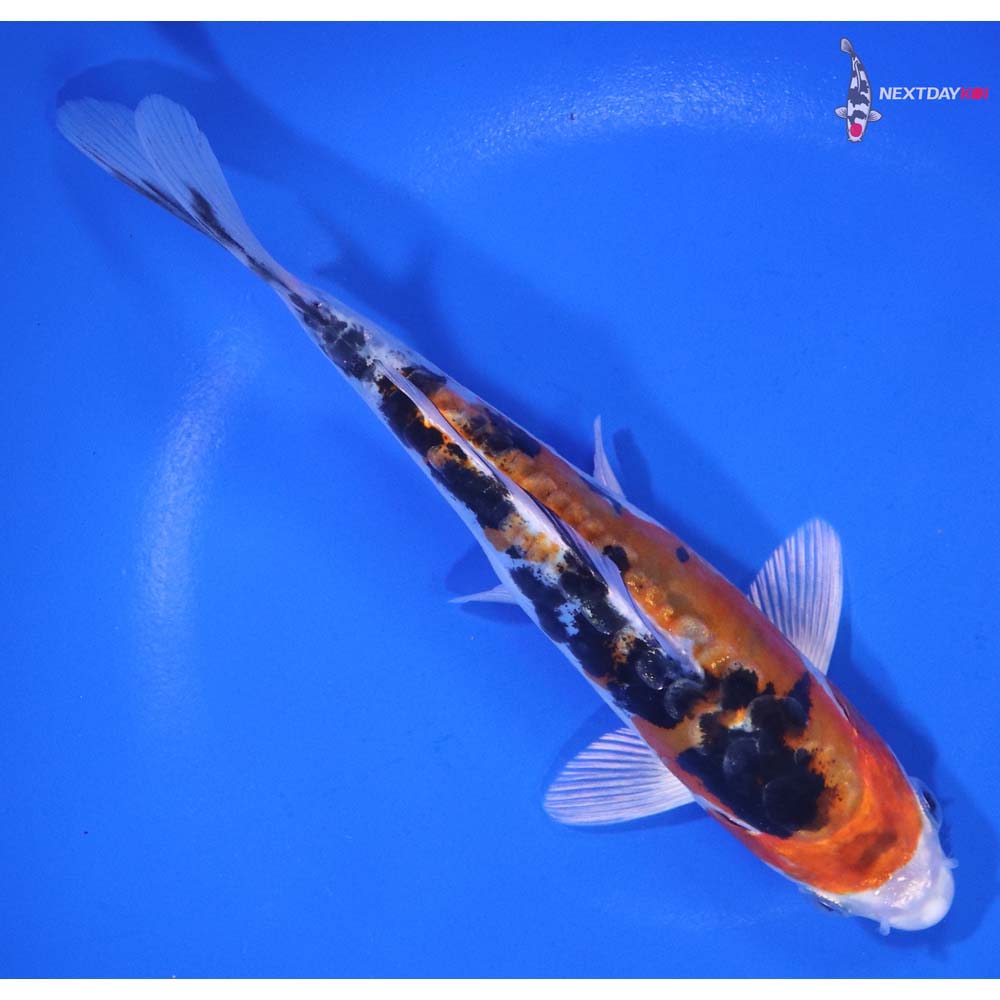 6.5” Imported Heisei Nishiki