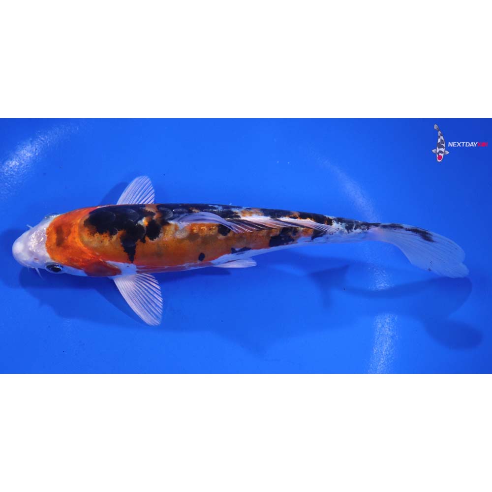 6.5” Imported Heisei Nishiki