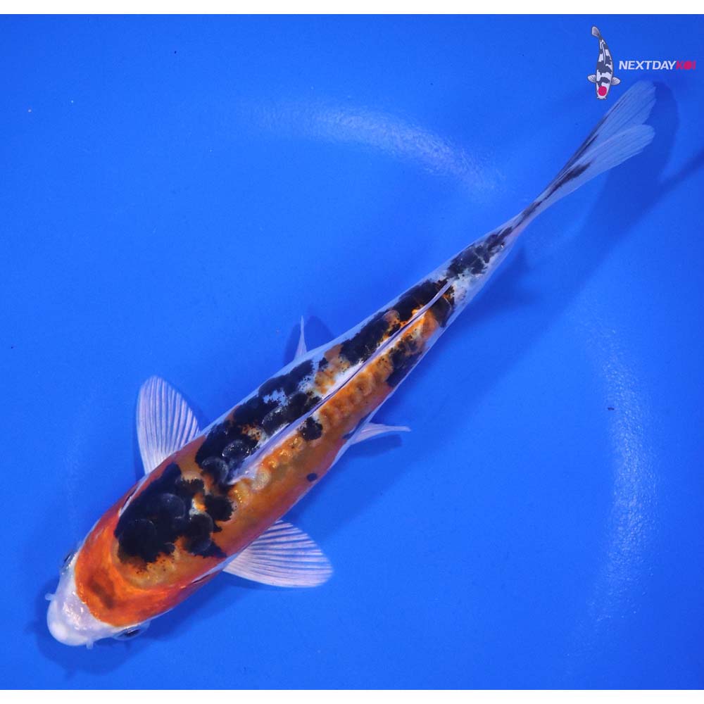 6.5” Imported Heisei Nishiki