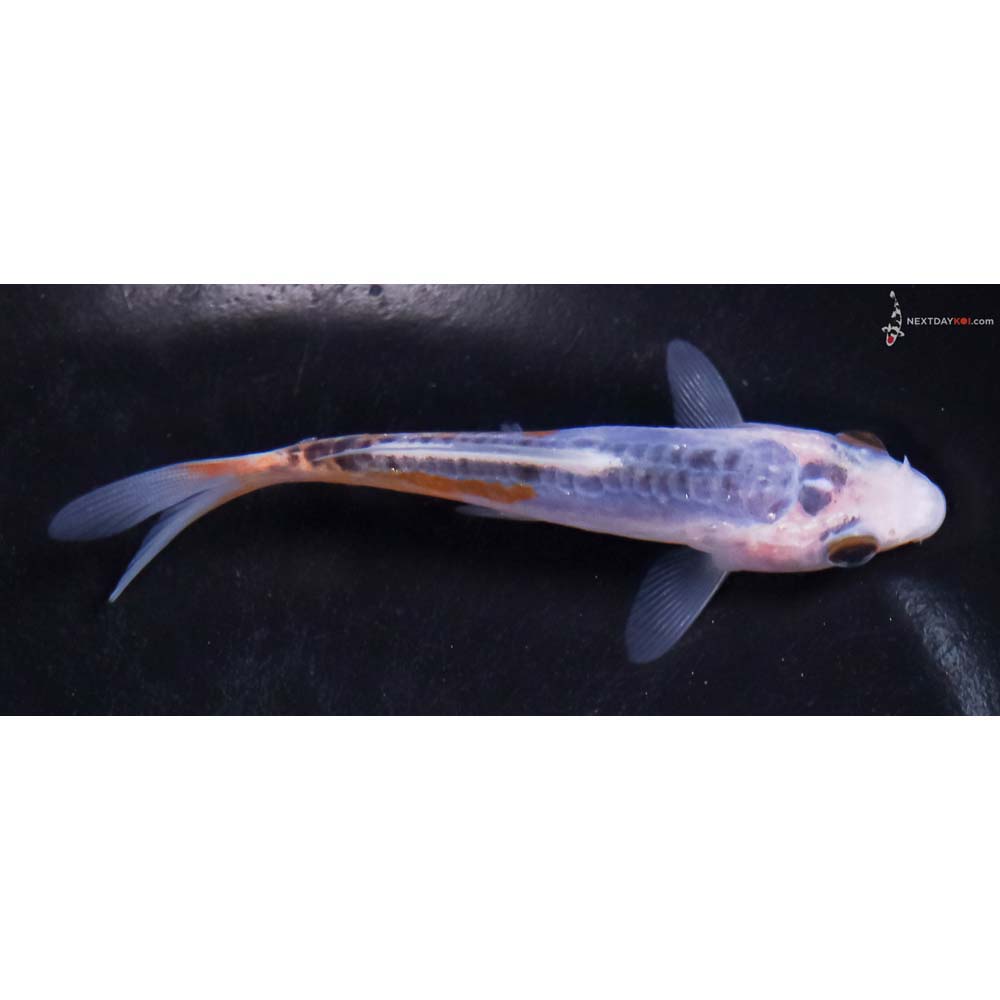 3.5” Imported Shusui