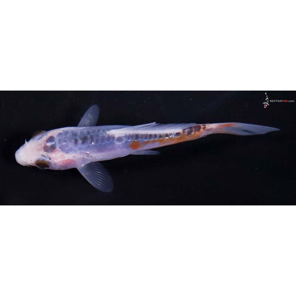 3.5” Imported Shusui
