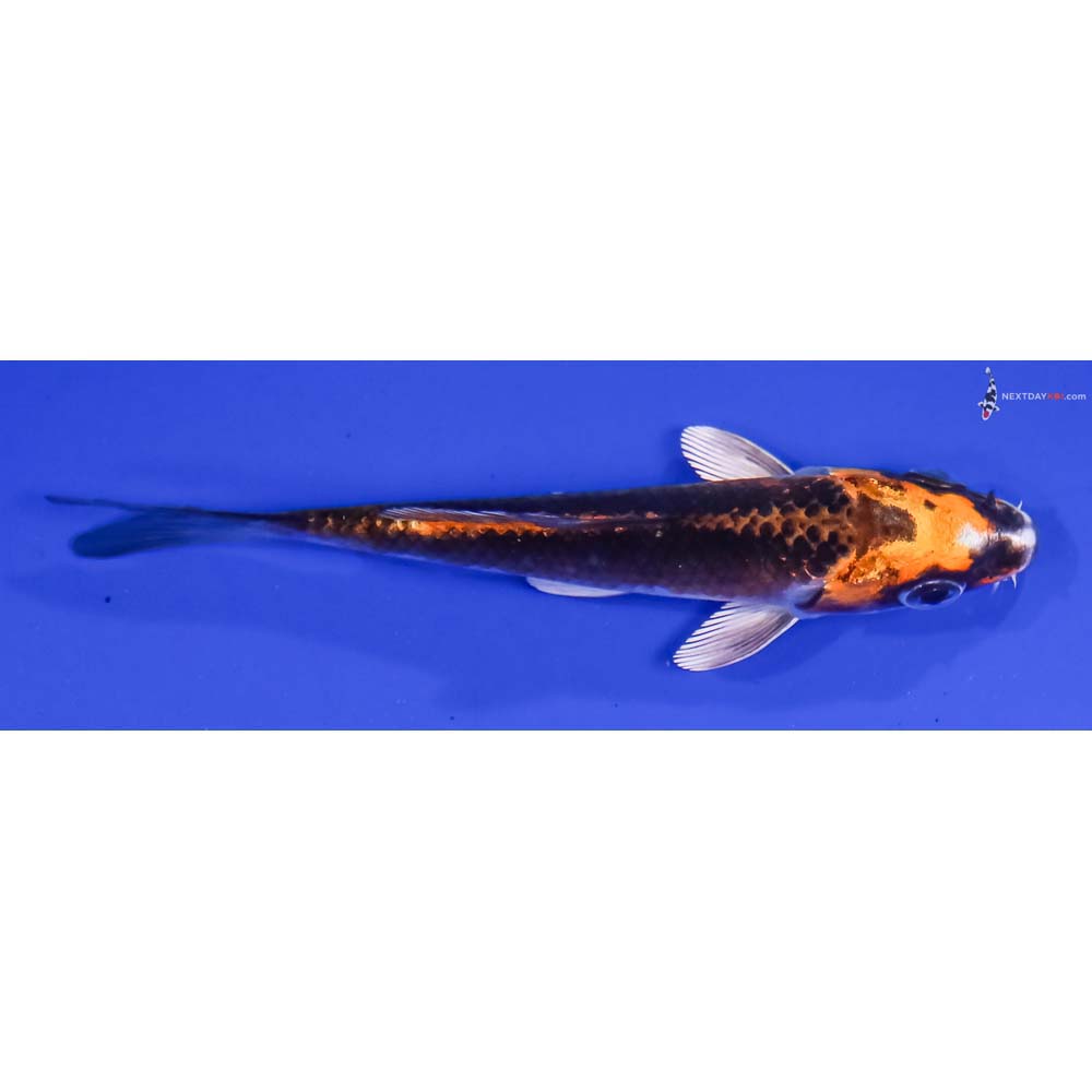 4” Imported Kujaku