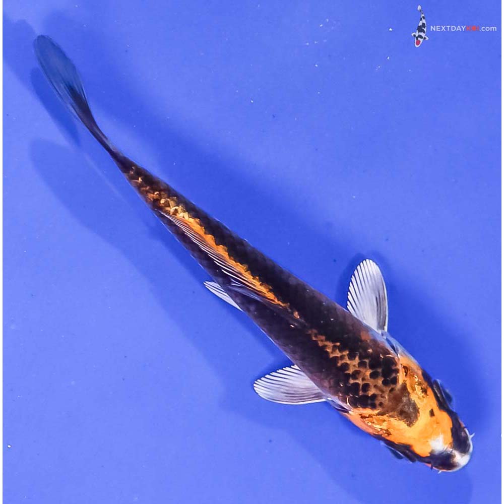 4” Imported Kujaku