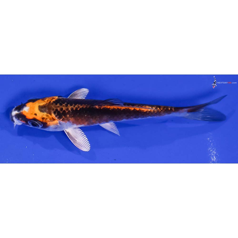 4” Imported Kujaku