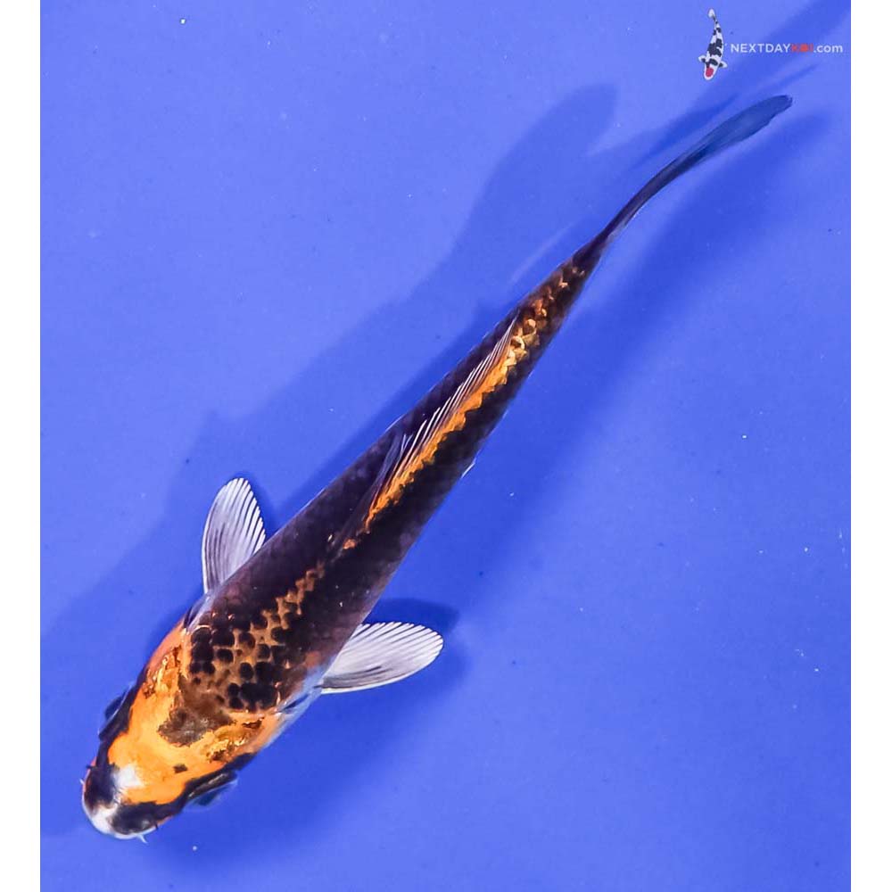 4” Imported Kujaku