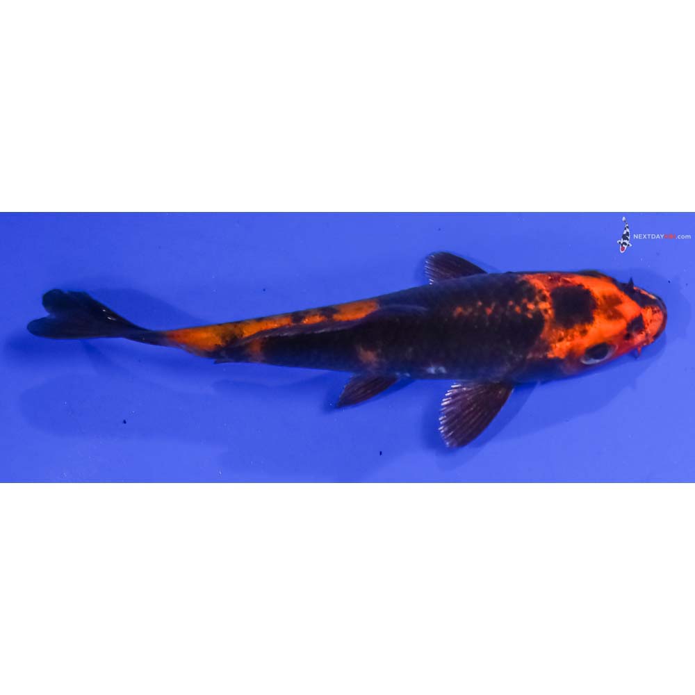 4” Imported Kin Hi Utsuri