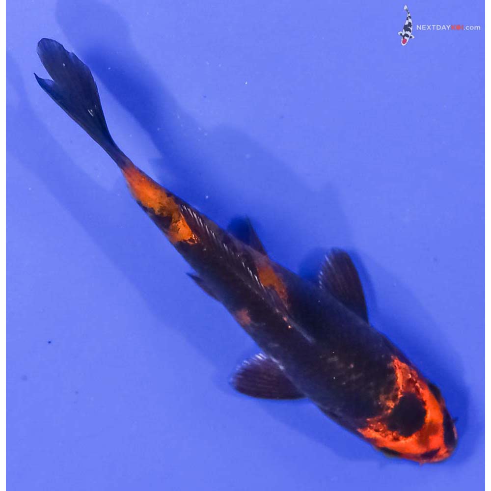 4” Imported Kin Hi Utsuri