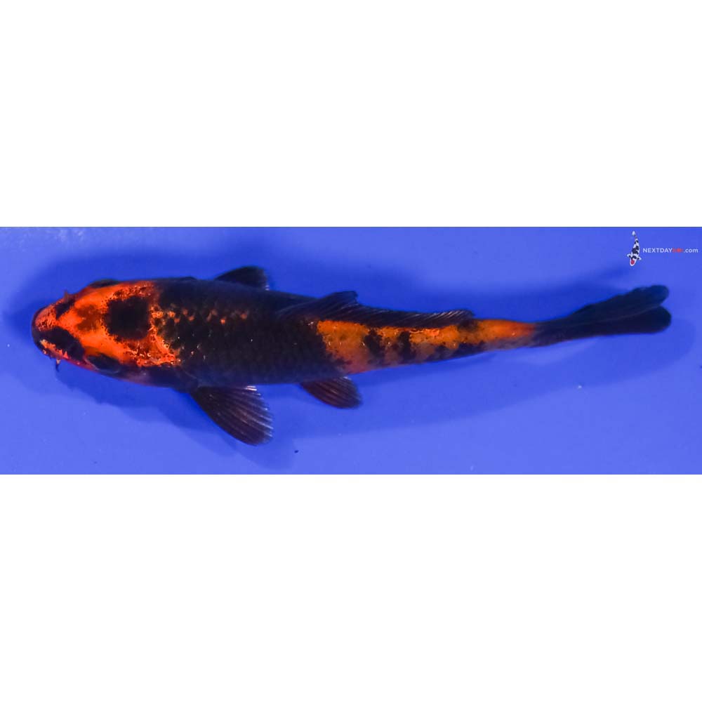 4” Imported Kin Hi Utsuri