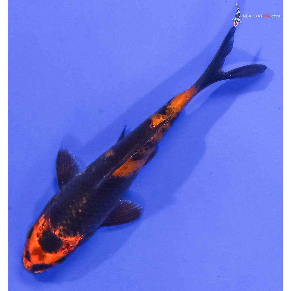 4” Imported Kin Hi Utsuri