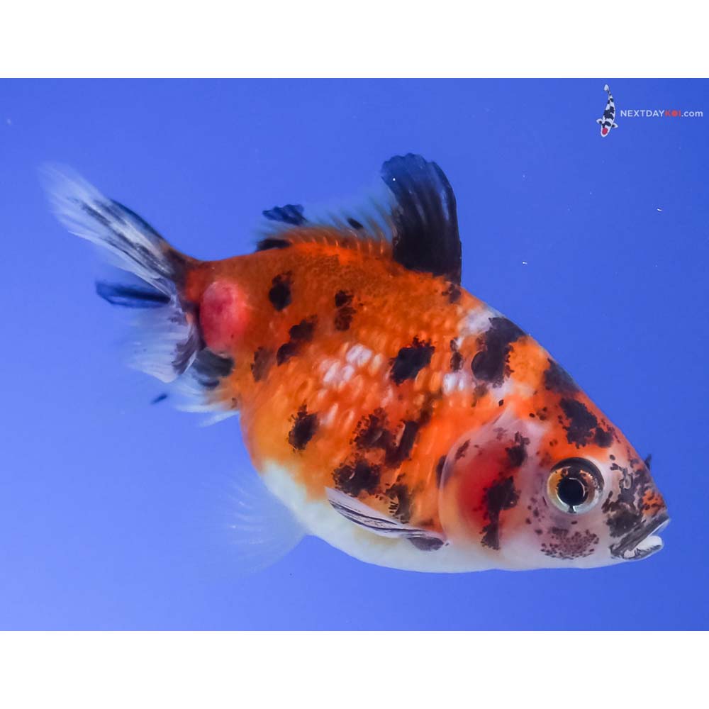 2” Imported Calico Pearlscale