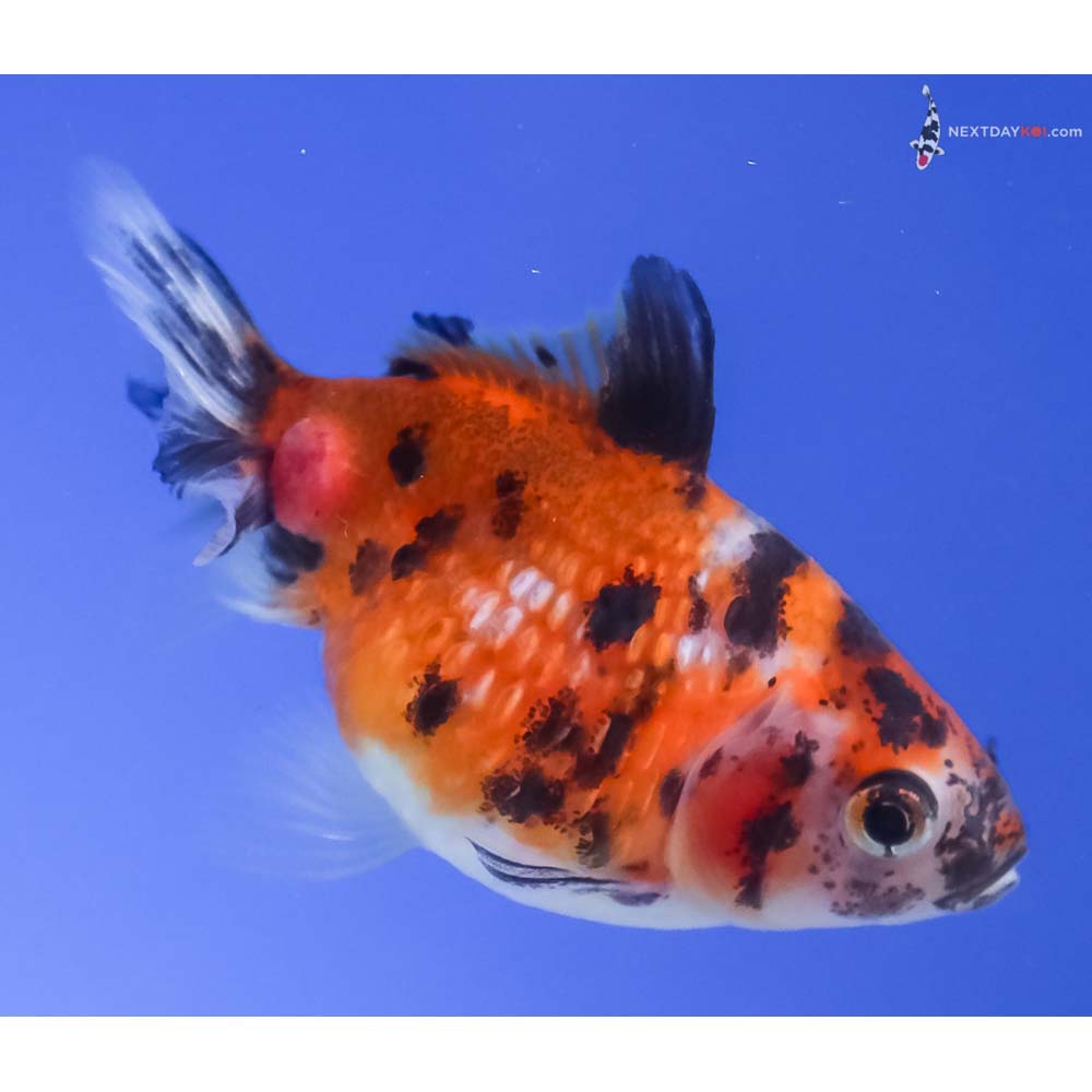 2” Imported Calico Pearlscale