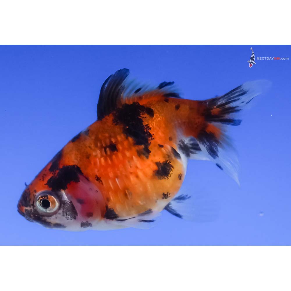 2” Imported Calico Pearlscale