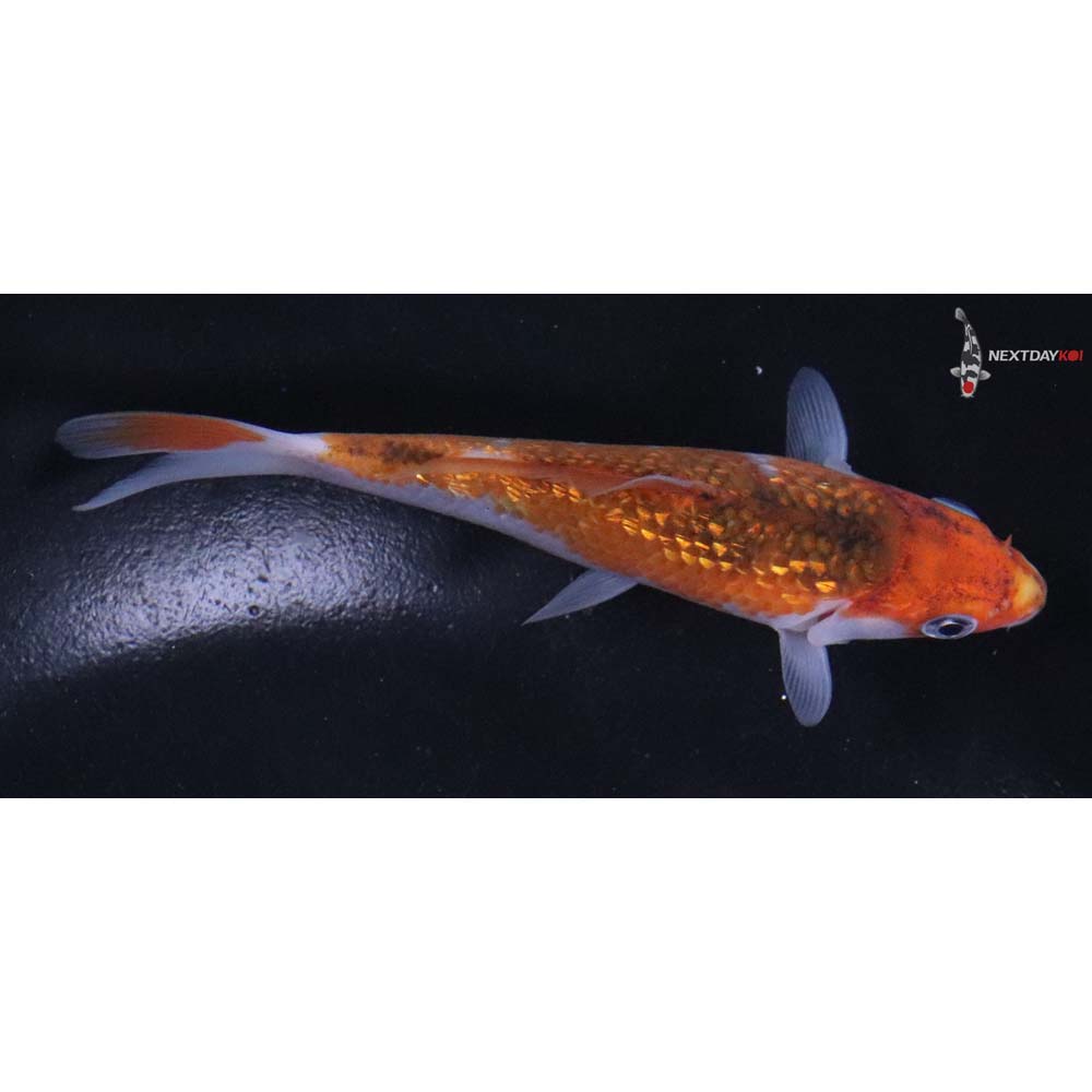 4.5” Imported Gin Rin Goromo