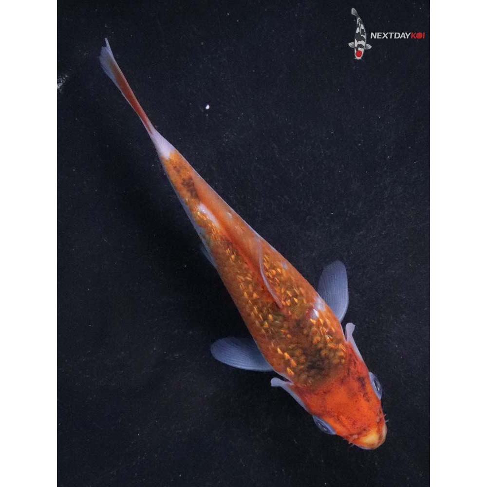 4.5” Imported Gin Rin Goromo