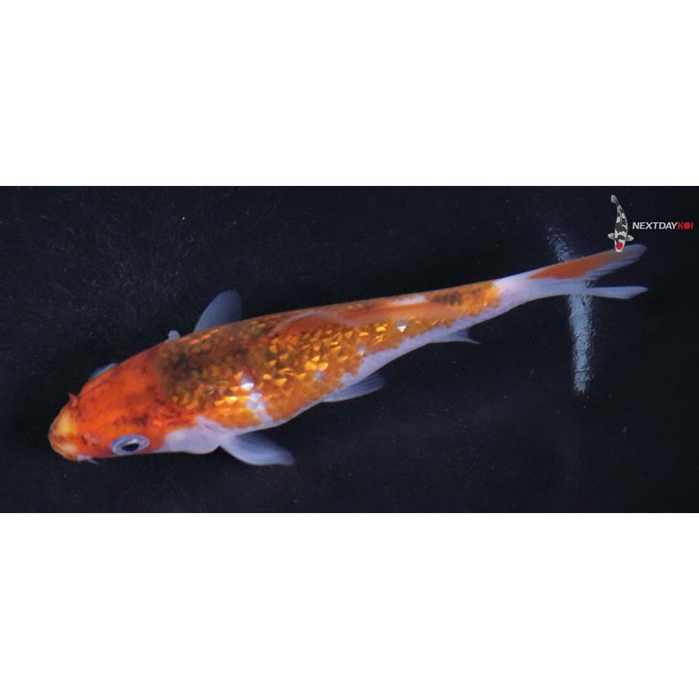 4.5” Imported Gin Rin Goromo