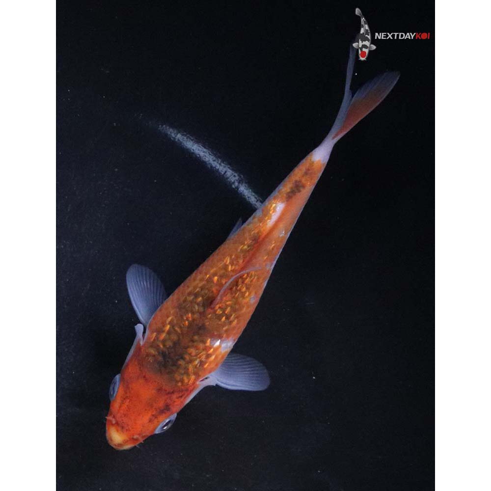 4.5” Imported Gin Rin Goromo