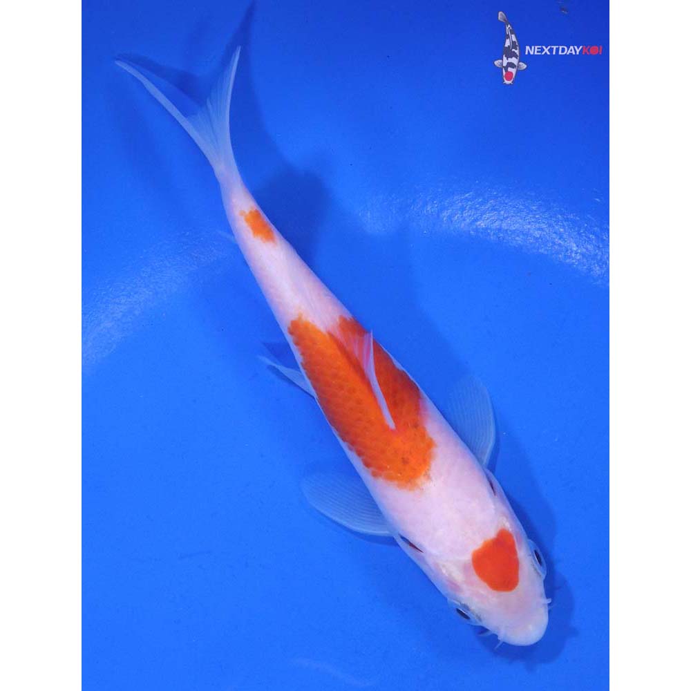 4.5” Imported Kohaku