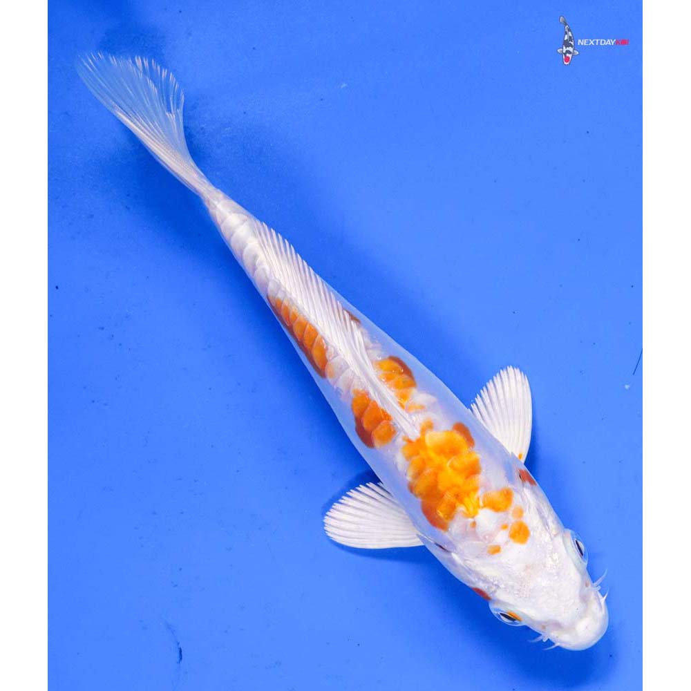 5.5” Imported Kikusui