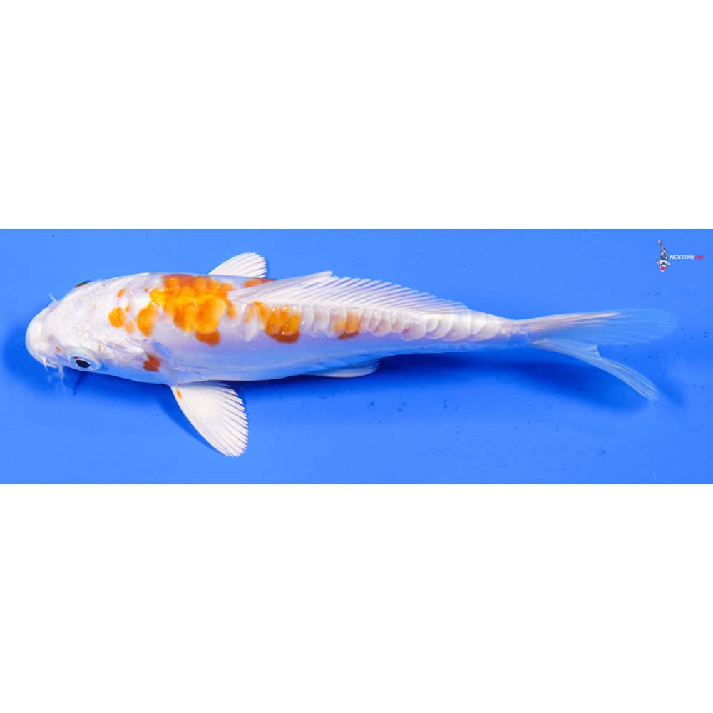 5.5” Imported Kikusui