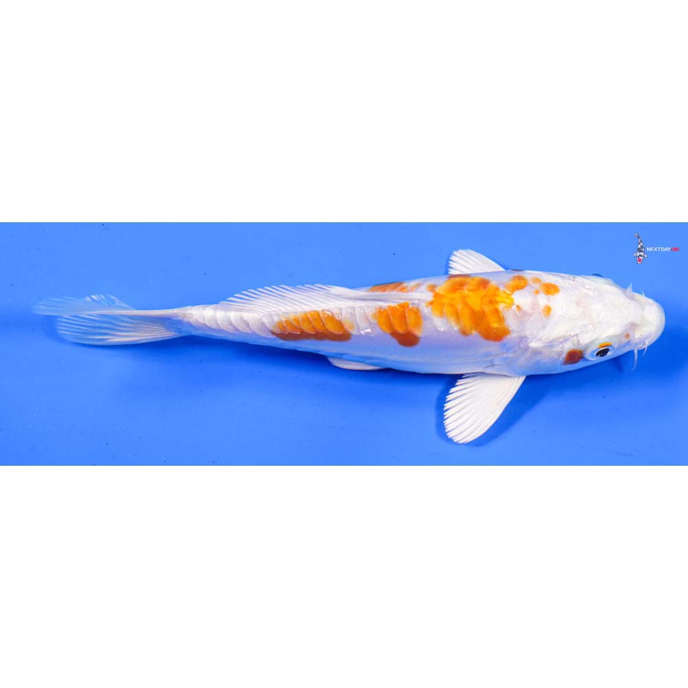 5.5” Imported Kikusui