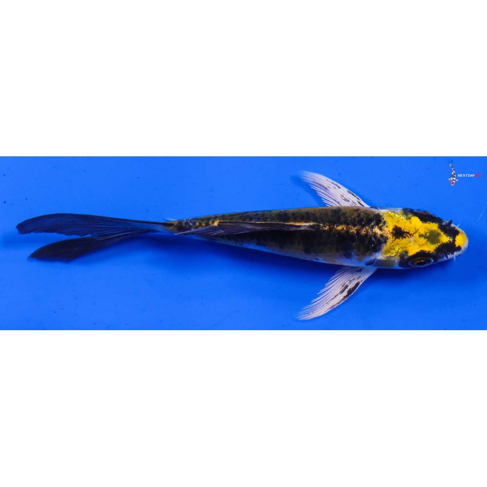 4.5” Imported Kujaku Butterfly Koi