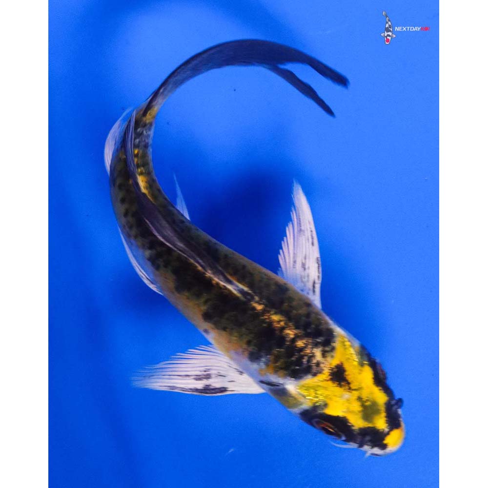 4.5” Imported Kujaku Butterfly Koi
