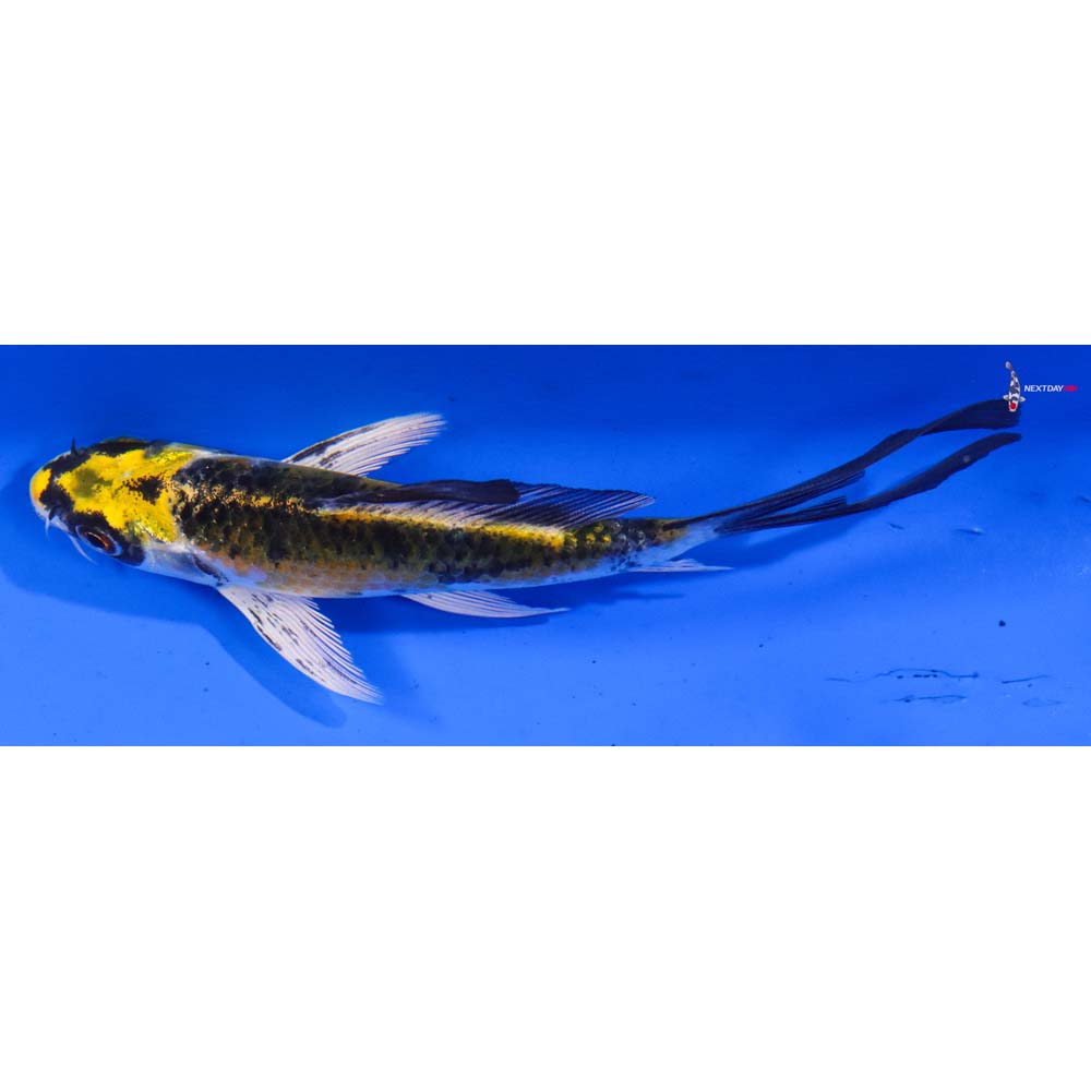 4.5” Imported Kujaku Butterfly Koi