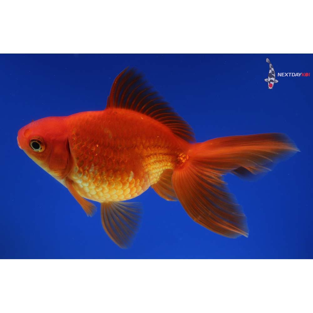 5” Imported Red Ryukin