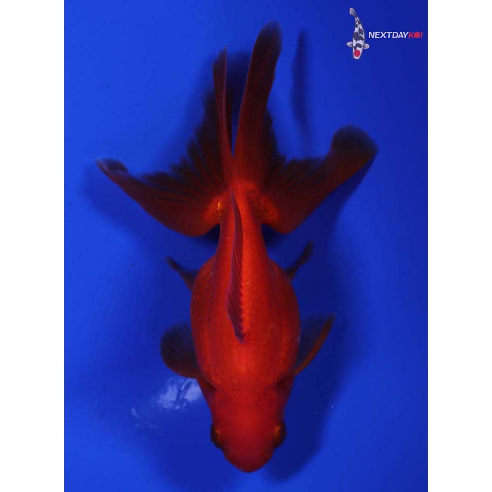 5” Imported Red Ryukin