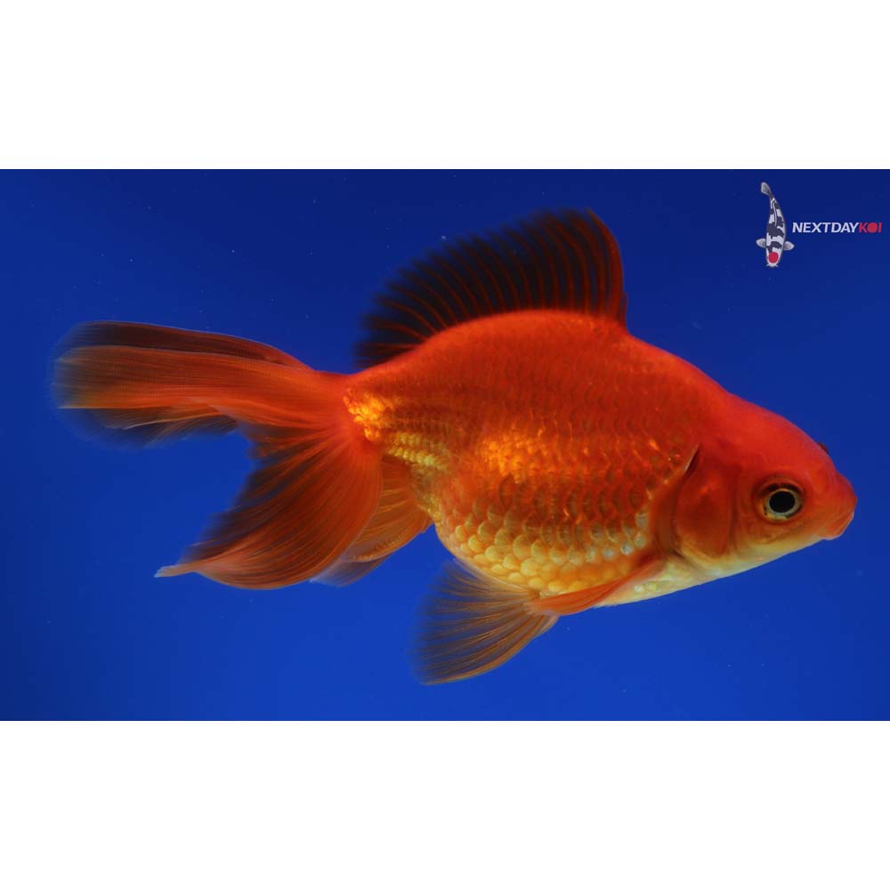 5” Imported Red Ryukin