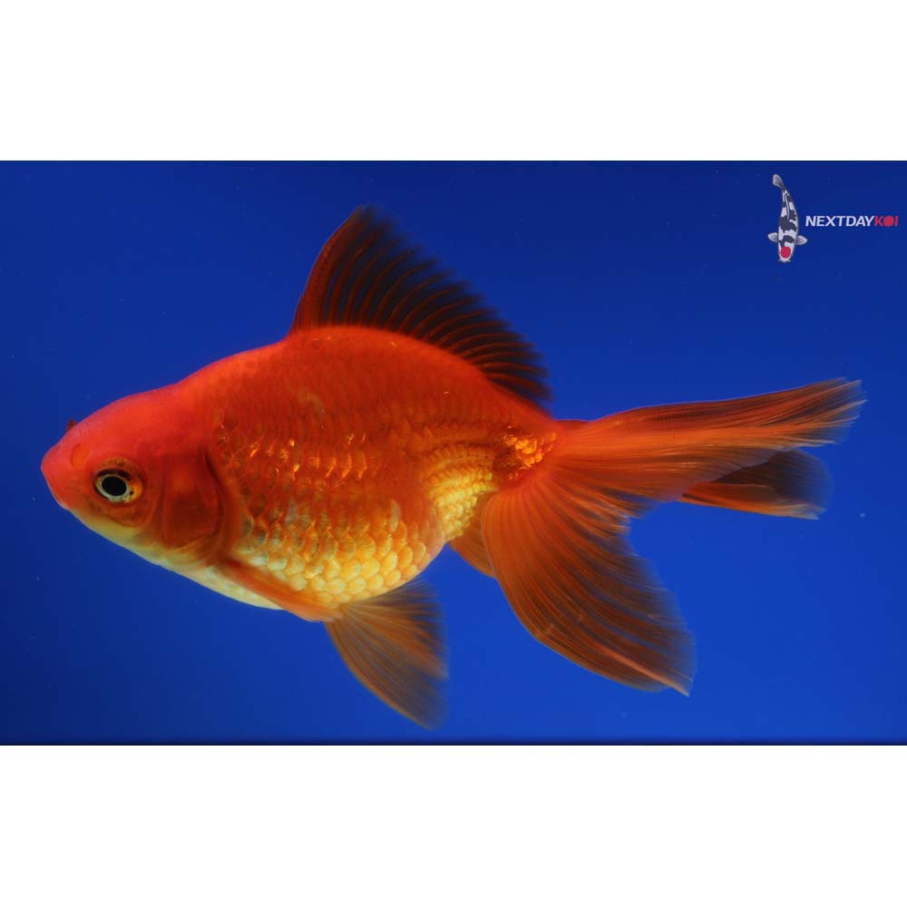 5” Imported Red Ryukin