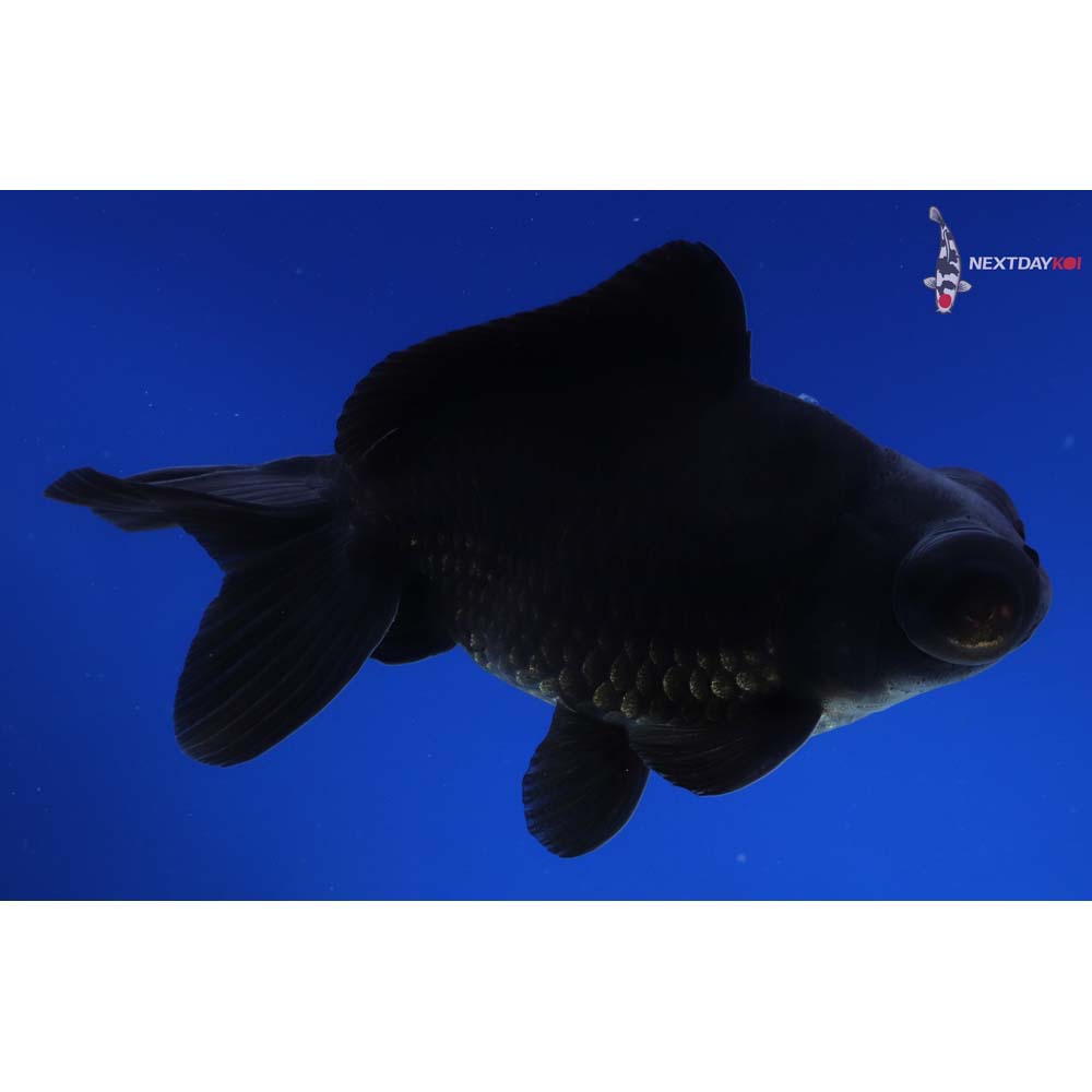 5” Imported Black Telescope Fantail