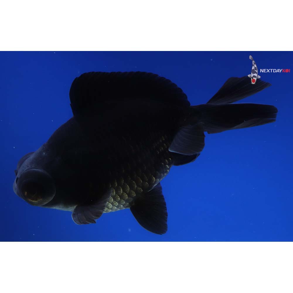 5” Imported Black Telescope Fantail