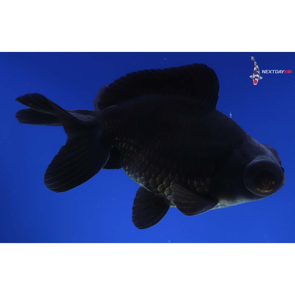 5” Imported Black Telescope Fantail