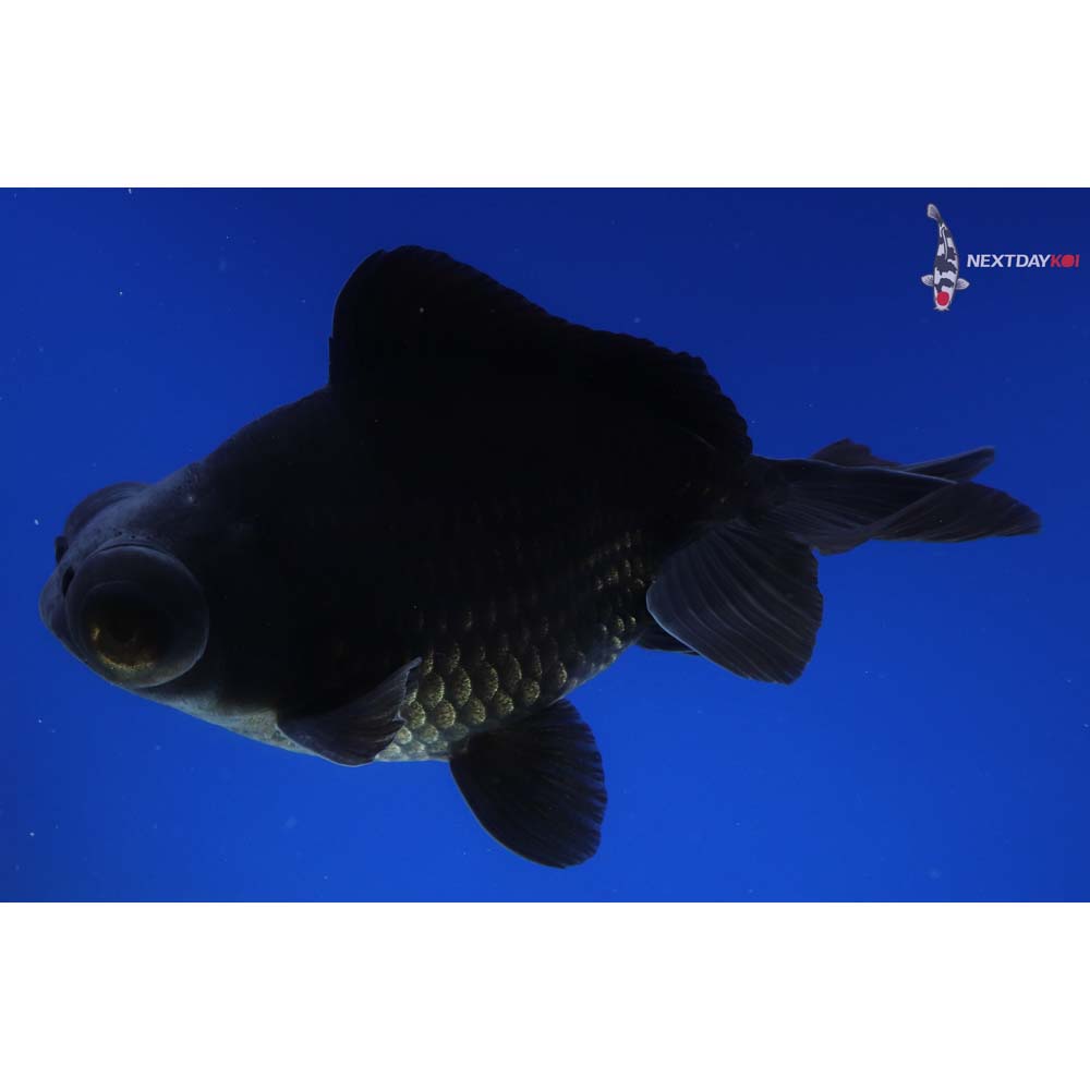 5” Imported Black Telescope Fantail