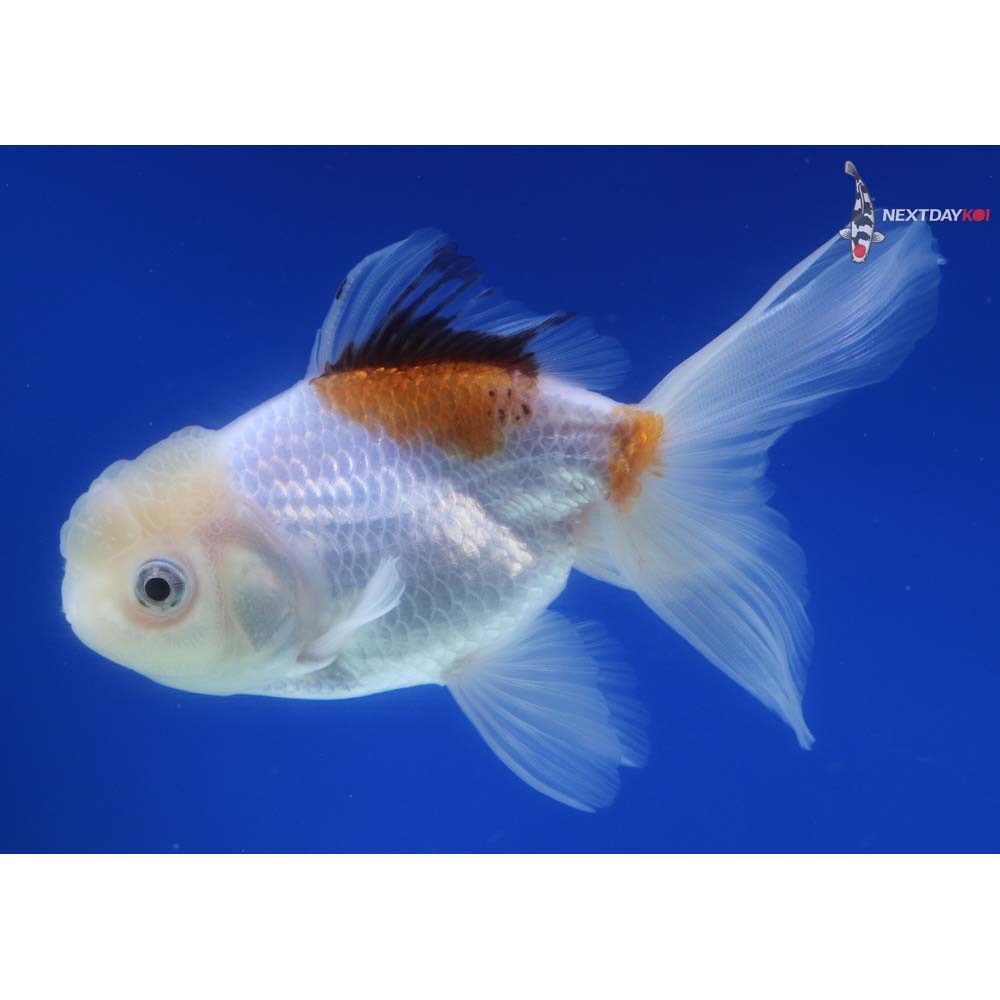 4.5” Imported Tri Color Oranda