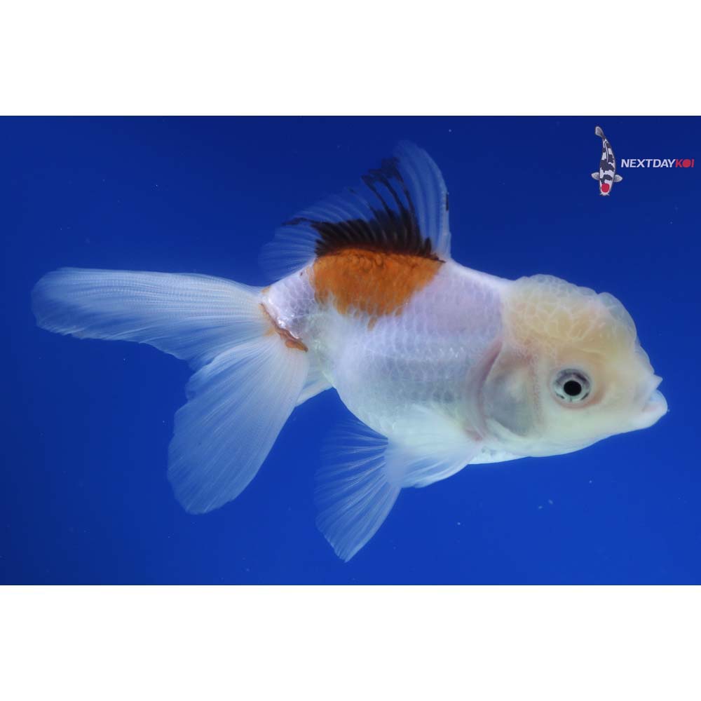 4.5” Imported Tri Color Oranda
