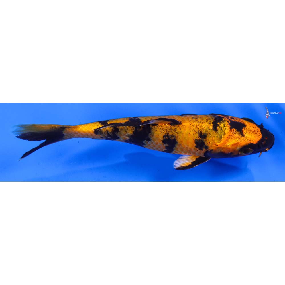 6” Imported Kin Hi Utsuri